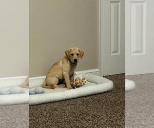 Labrador Retriever Puppy for sale in APPOMATTOX, VA, USA