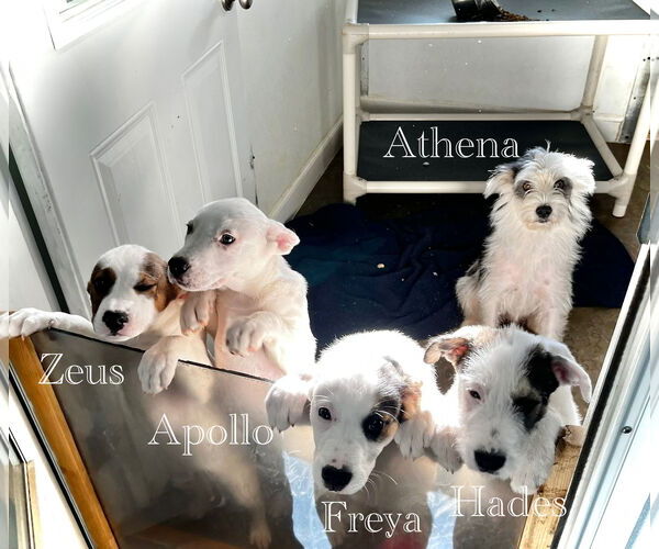 Medium Photo #4 Mutt Puppy For Sale in Estherville, IA, USA