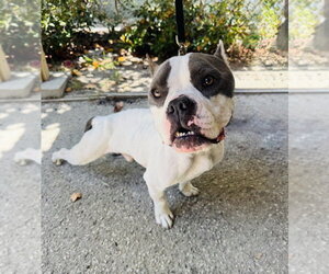 Mutt Dogs for adoption in Marina Del Rey, CA, USA