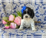 Small Photo #1 Cocker Spaniel Puppy For Sale in KIRKWOOD, PA, USA