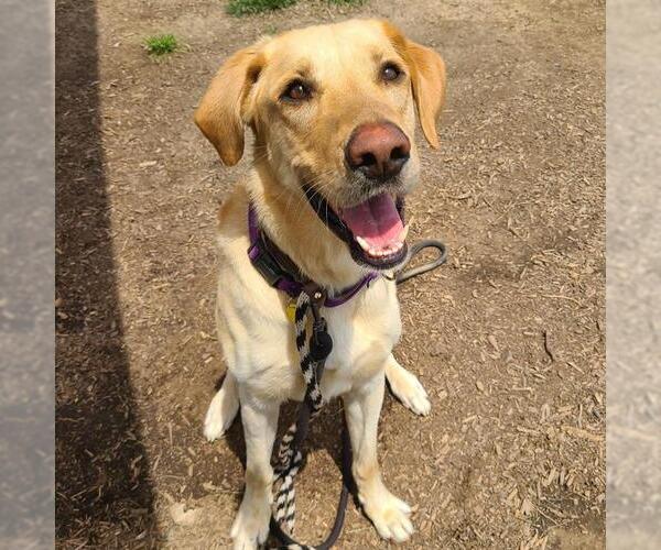 Medium Photo #1 Labrador Retriever Puppy For Sale in Waterford, VA, USA