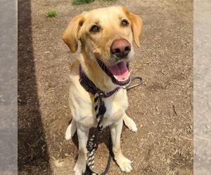 Labrador Retriever Dogs for adoption in Waterford, VA, USA
