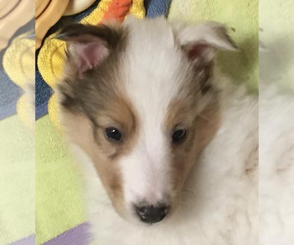 Medium Photo #7 Collie Puppy For Sale in BRANCH, MN, USA