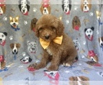 Small #4 Cavapoo