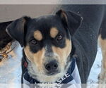 Small #5 German Shepherd Dog Mix