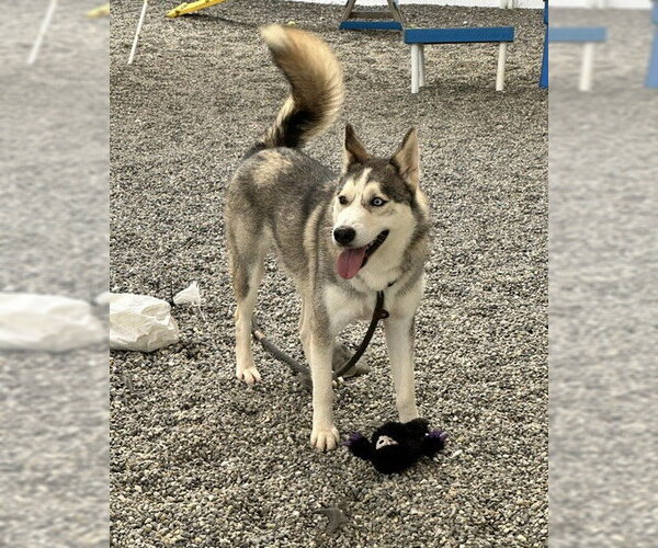 Medium Photo #5 Siberian Husky-Unknown Mix Puppy For Sale in Rockaway, NJ, USA