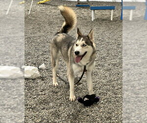 Kevin SCAS - Male Siberian Husky-Unknown Mix Dog for Adoption - Photo #5