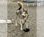 Small #4 Siberian Husky Mix