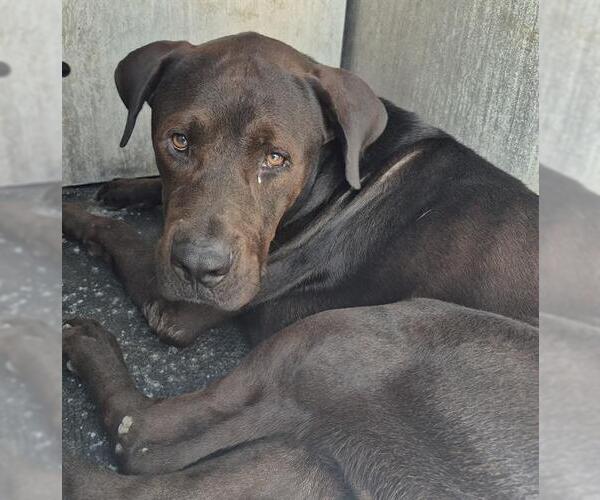 Medium Photo #1 Labrador Retriever-Unknown Mix Puppy For Sale in San Antonio, TX, USA