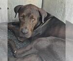 Small Labrador Retriever Mix
