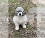 Small Photo #8 Great Pyrenees Puppy For Sale in BLAIRSVILLE, GA, USA