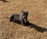 Puppy 4 American Bully