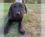 Small #3 Labrador Retriever Mix