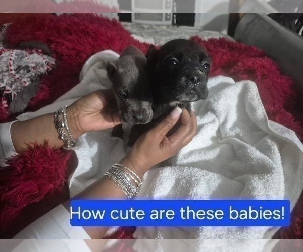 Medium Photo #20 Cane Corso Puppy For Sale in COLUMBIA, SC, USA