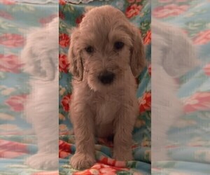 Goldendoodle Puppy for sale in FARMINGTON, NY, USA