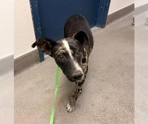 Catahoula Leopard Dog-Unknown Mix Dogs for adoption in HESPERIA, CA, USA
