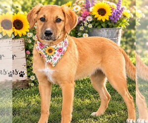 Lila - Female - Mix Dog for Adoption - Photo #3