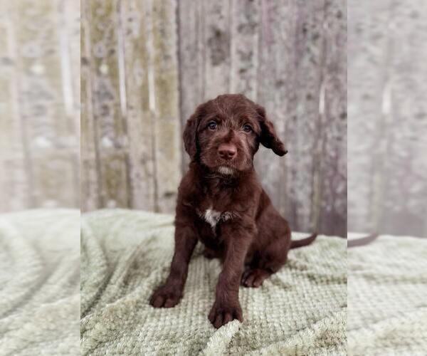 Medium Photo #30 Labradoodle Puppy For Sale in ELIZABETH CITY, NC, USA