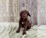Small #1 Labradoodle