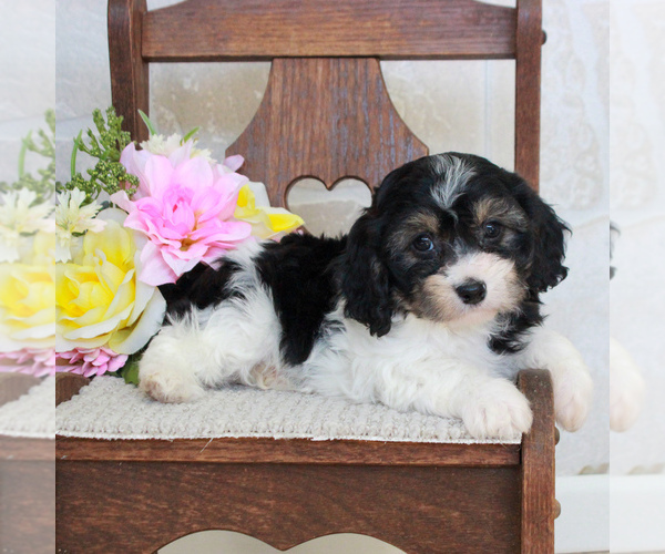 Medium Photo #4 Cavachon Puppy For Sale in GORDONVILLE, PA, USA