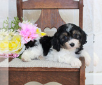 Small Photo #4 Cavachon Puppy For Sale in GORDONVILLE, PA, USA