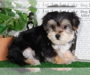 Poochon Puppy for sale in BEL AIR, MD, USA
