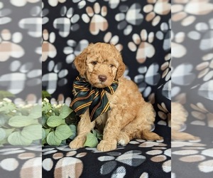 Goldendoodle (Miniature) Puppy for sale in NOTTINGHAM, PA, USA