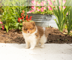 Pomeranian Puppy for sale in NAPPANEE, IN, USA