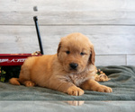 Small Photo #7 Golden Retriever Puppy For Sale in MIDDLEBURY, IN, USA