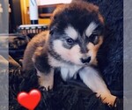 Small Photo #34 Alaskan Malamute Puppy For Sale in MIDWEST CITY, OK, USA