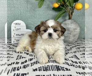 Shih Tzu Puppy for sale in FRANKLIN, IN, USA