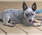 Small Mutt
