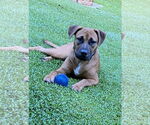 Small American Pit Bull Terrier-Labrador Retriever Mix