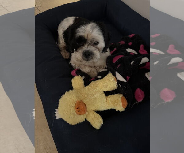 Medium Photo #2 Shih Tzu Puppy For Sale in Boca Raton, FL, USA