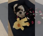 Small #1 Shih Tzu