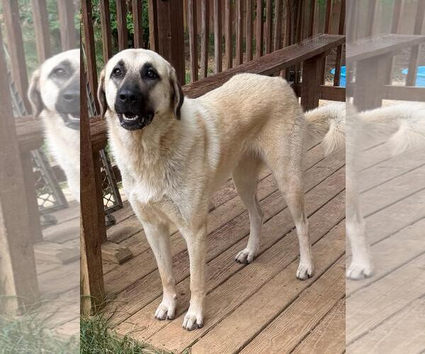 Medium Photo #3 Anatolian Shepherd Puppy For Sale in Wetumpka, AL, USA