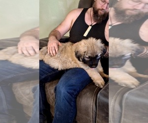 Sarplaninac (Illyrian Sheepdog ) Dog for Adoption in KENNEWICK, Washington USA