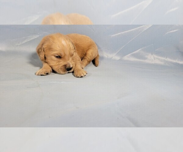 Medium Photo #55 Golden Retriever Puppy For Sale in FALCON, CO, USA