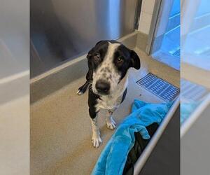 Border Collie Dogs for adoption in San Martin, CA, USA
