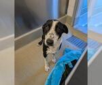 DOTTIE - Female Border Collie Dog for Adoption - Small photo