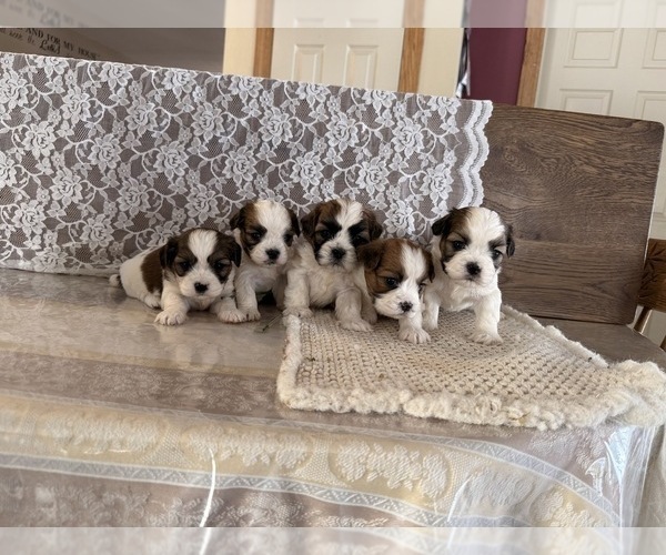 Medium Photo #6 Cavachon-Shih Tzu Mix Puppy For Sale in THORP, WI, USA