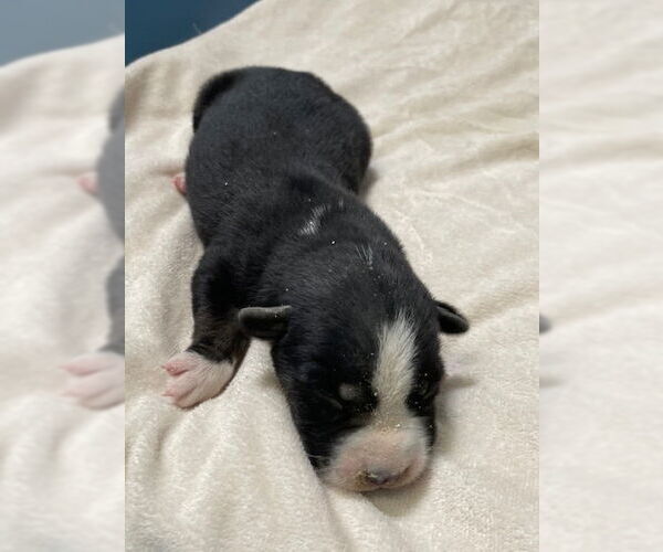 Medium Photo #1 Siberian Husky Puppy For Sale in HESPERIA, CA, USA