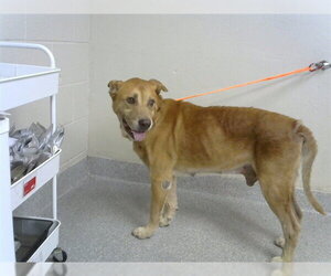 Labrador Retriever-Unknown Mix Dogs for adoption in Pasadena, TX, USA
