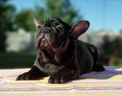 Small Photo #1 French Bulldog Puppy For Sale in ADRIAN, MI, USA