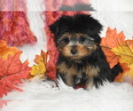 Small #2 Yorkshire Terrier