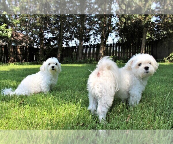 Medium Photo #1 Maltese Puppy For Sale in MUSCATINE, IA, USA