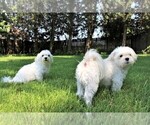 Small Photo #1 Maltese Puppy For Sale in MUSCATINE, IA, USA