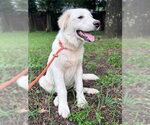 Small #9 Great Pyrenees