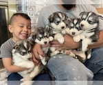Small Photo #36 Siberian Husky Puppy For Sale in KANSAS CITY, MO, USA