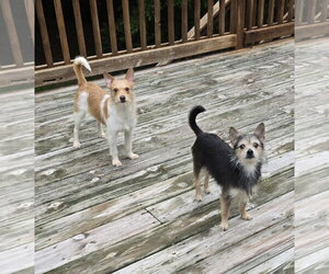 Rambler - Male Jack Chi Dog for Adoption - Photo #7